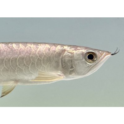 画像4: 過背金龍　FOREVER ArowanaAquaculture(1)