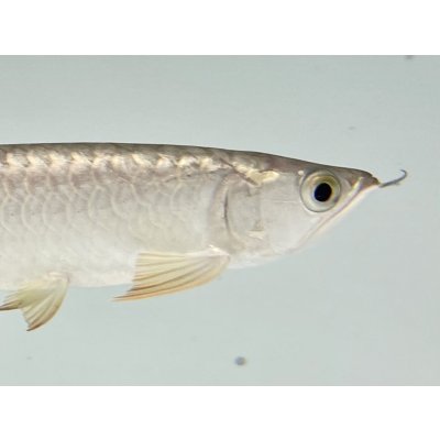 画像4: 過背金龍　FOREVER ArowanaAquaculture(3)