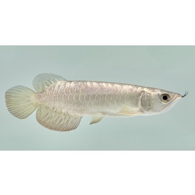画像2: 過背金龍　FOREVER ArowanaAquaculture(1)