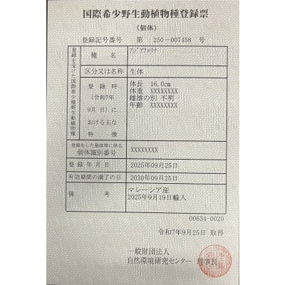 画像6: 過背金龍　FOREVER ArowanaAquaculture(3)