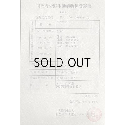 画像6: 過背金龍　FOREVER ArowanaAquaculture(2)