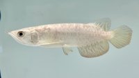 過背金龍　FOREVER ArowanaAquaculture(1)