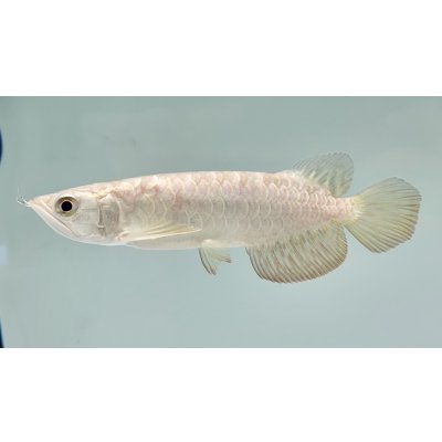 画像1: 過背金龍　FOREVER ArowanaAquaculture(1)