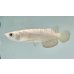 画像1: 過背金龍　FOREVER ArowanaAquaculture(1) (1)