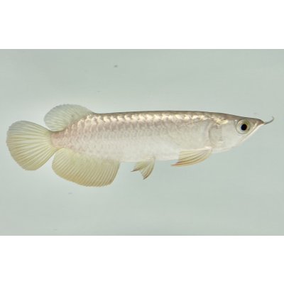 画像2: 過背金龍　FOREVER ArowanaAquaculture(3)