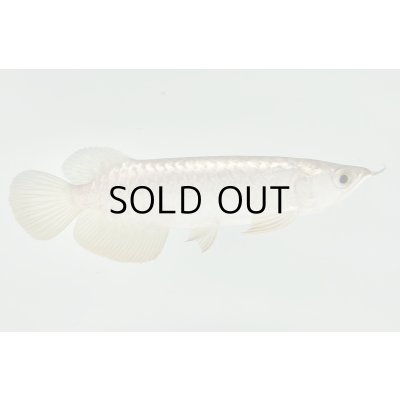 画像2: 過背金龍　FOREVER ArowanaAquaculture(2)