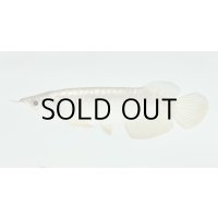 過背金龍　FOREVER ArowanaAquaculture(2)