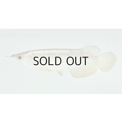 画像1: 過背金龍　FOREVER ArowanaAquaculture(2)