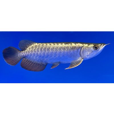 画像2: 過背金龍ブキメラブルーベース　FOREVER ArowanaAquaculture(1)
