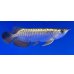 画像2: 過背金龍ブキメラブルーベース　FOREVER ArowanaAquaculture(1) (2)
