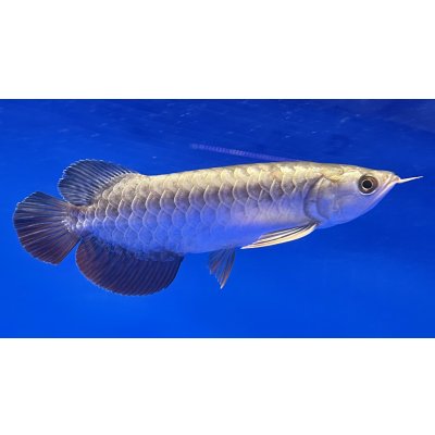 画像2: 過背金龍ブキメラブルーベース　FOREVER ArowanaAquaculture(2)