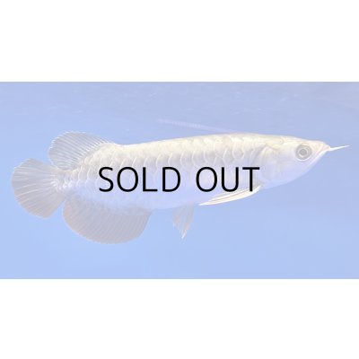 画像2: 過背金龍ブキメラブルーベース　FOREVER ArowanaAquaculture