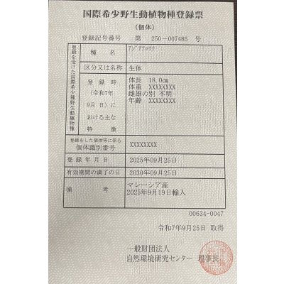 画像6: 過背金龍ブキメラブルーベース　FOREVER ArowanaAquaculture(1)