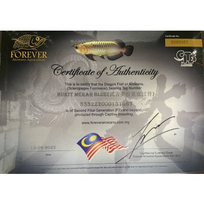 画像5: 過背金龍ブキメラブルーベース　FOREVER ArowanaAquaculture(2)