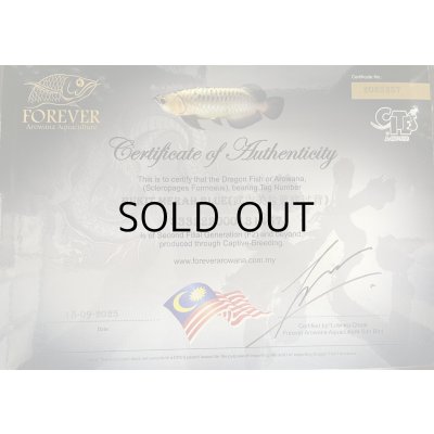 画像5: 過背金龍ブキメラブルーベース　FOREVER ArowanaAquaculture
