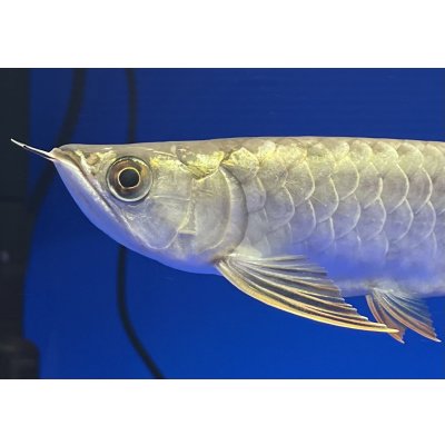 画像3: 過背金龍ブキメラブルーベース　FOREVER ArowanaAquaculture(1)