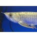画像3: 過背金龍ブキメラブルーベース　FOREVER ArowanaAquaculture(1)
