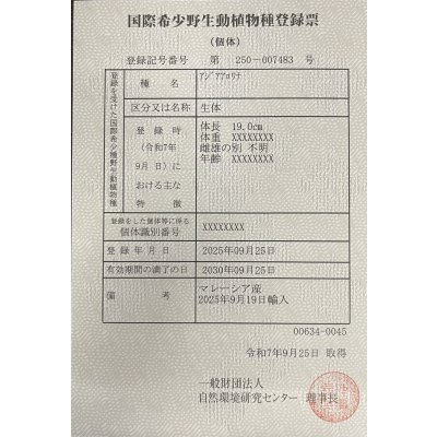 画像6: 過背金龍ブキメラブルーベース　FOREVER ArowanaAquaculture(2)