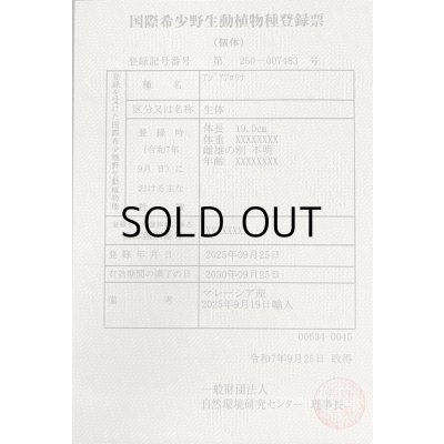 画像6: 過背金龍ブキメラブルーベース　FOREVER ArowanaAquaculture