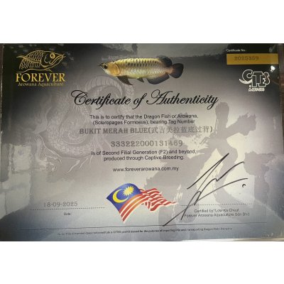 画像5: 過背金龍ブキメラブルーベース　FOREVER ArowanaAquaculture(1)