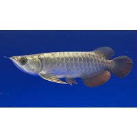 過背金龍ブキメラブルーベース　FOREVER ArowanaAquaculture(1)