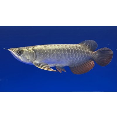 画像1: 過背金龍ブキメラブルーベース　FOREVER ArowanaAquaculture(1)