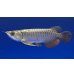 画像1: 過背金龍ブキメラブルーベース　FOREVER ArowanaAquaculture(1) (1)