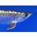 画像4: 過背金龍ブキメラブルーベース　FOREVER ArowanaAquaculture(1)
