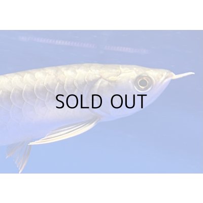 画像3: 過背金龍ブキメラブルーベース　FOREVER ArowanaAquaculture