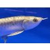 画像3: 過背金龍ブキメラブルーベース　FOREVER ArowanaAquaculture(2)