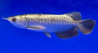 過背金龍ブキメラブルーベース　FOREVER ArowanaAquaculture(2)