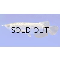 過背金龍ブキメラブルーベース　FOREVER ArowanaAquaculture