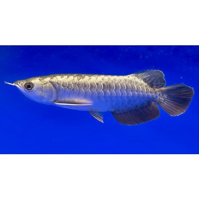 画像1: 過背金龍ブキメラブルーベース　FOREVER ArowanaAquaculture(2)