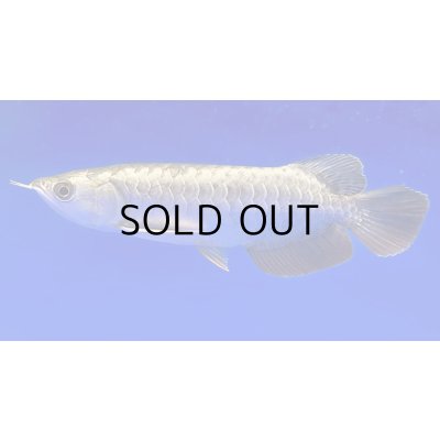 画像1: 過背金龍ブキメラブルーベース　FOREVER ArowanaAquaculture