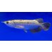 画像1: 過背金龍ブキメラブルーベース　FOREVER ArowanaAquaculture(2) (1)