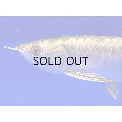 画像4: 過背金龍ブキメラブルーベース　FOREVER ArowanaAquaculture