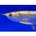 画像4: 過背金龍ブキメラブルーベース　FOREVER ArowanaAquaculture(2)