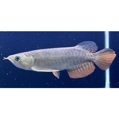 画像1: 紅尾金龍　PT.KRESNAPUSAKA TIRTALESTARI (15cm±）【2】