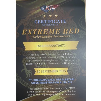 画像5: 紅龍　EXTREME RED★★★【1】