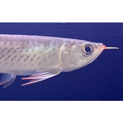 画像4: 紅龍　EXTREME RED★★★【1】