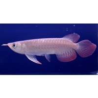 紅龍　EXTREME RED★★★★【3】