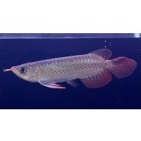 紅龍　EXTREME RED★★★【1】