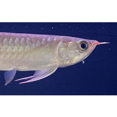 画像3: 紅龍　EXTREME RED★★★★【2】