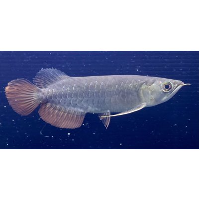 画像2: 紅尾金龍　PT.KRESNAPUSAKA TIRTALESTARI (15cm±）【2】