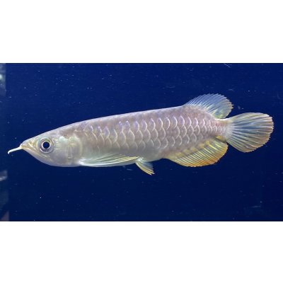 画像1: 紅尾金龍　PT.KRESNAPUSAKA TIRTALESTARI (15cm±）【1】