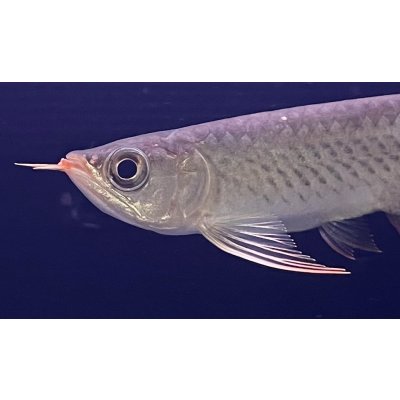 画像3: 紅龍　EXTREME RED★★★【1】