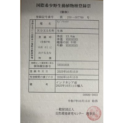 画像6: 紅龍　EXTREME RED★★★★【2】