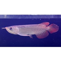 紅龍　EXTREME RED★★★【2】