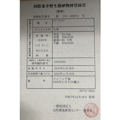 画像6: 過背金龍レディアンスゴールド　FOREVER ArowanaAquaculture(2)