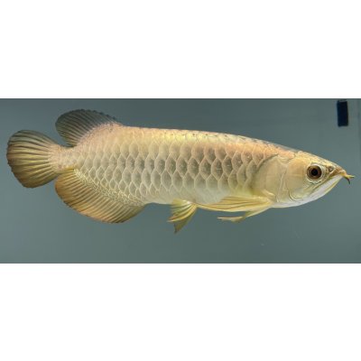 画像2: 過背金龍レディアンスゴールド　FOREVER ArowanaAquaculture(5)